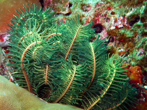 Mar Verde Livianamente Cerca Arriba Islas Similan —  Fotos de Stock