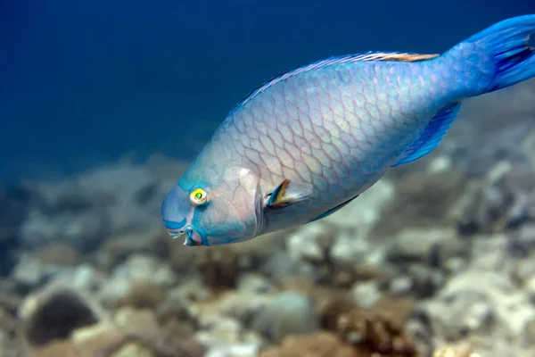 熱帯魚サンゴの庭で水中のオウム モルディブ インド洋 Addu Atoll — ストック写真