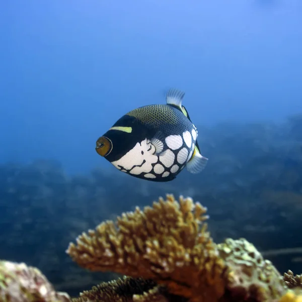Τροπικά Ψάρια Clown Triggerfish Balistoides Conmisillum Μαλδίβες Ινδικός Ωκεανός Αντντού — Φωτογραφία Αρχείου
