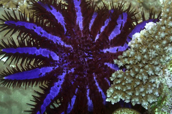 Coroa Espinhos Acanthaster Planci Maldivas Oceano Índico Addu Atoll — Fotografia de Stock