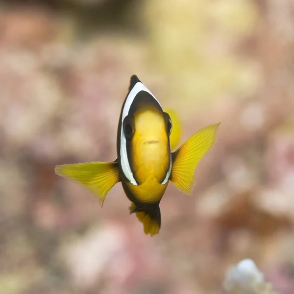 Underwater Photography Sea Life — Stock Photo, Image