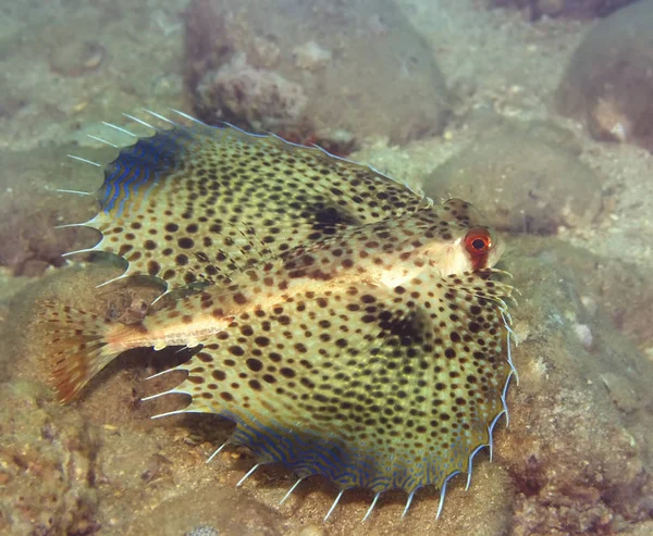 Trópusi Halak Commonhelmet Gurnard Dactyloptena Orientalis Indo Pascifikus Óceán — Stock Fotó