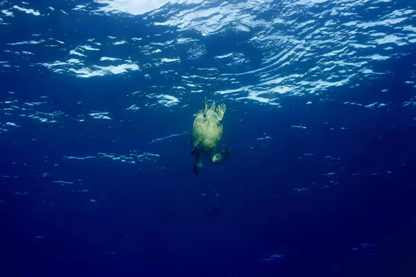 Turtle Underwater Deep Sunlight — Stock Photo, Image