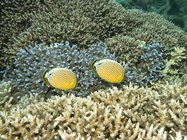 Paisaje Submarino Con Par Butterflyfishes Jardín Coral —  Fotos de Stock