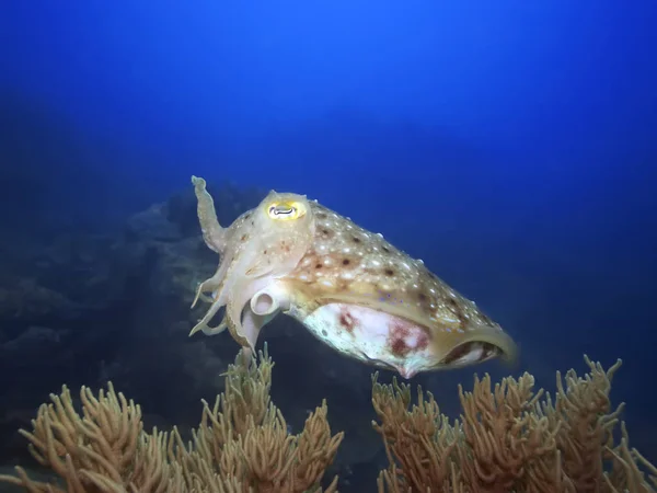 Bläckfisk Vatten Stilla Havet — Stockfoto