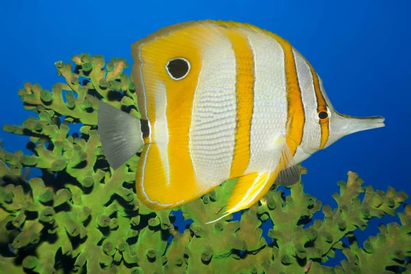 Poissons Tropicaux Poissons Papillons Coraux Verts Sipadan Mer Célèbes — Photo