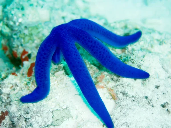 Azul Starfish Close — Fotografia de Stock