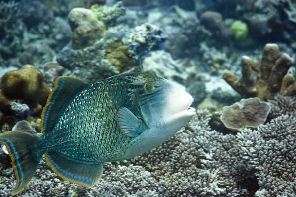 Тропічна Риба Triggerfish Мальдіви Індійський Океан Addu Atoll — стокове фото