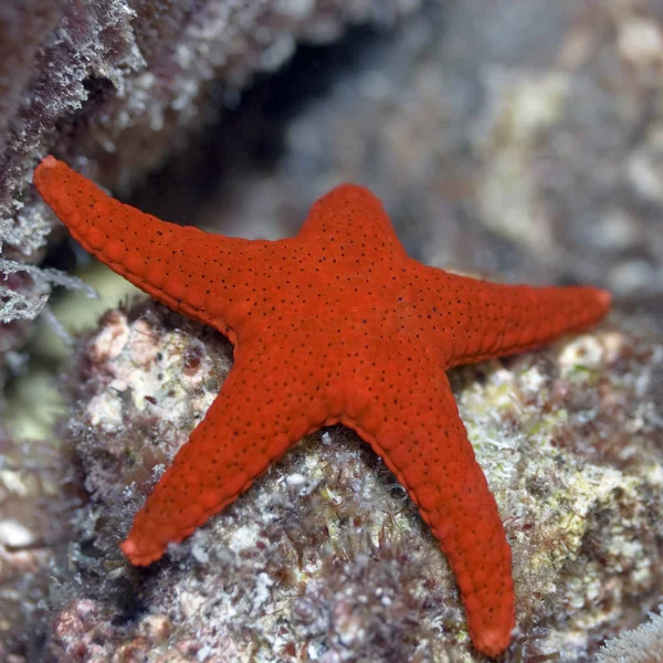 Marinheiro Estrelado Criatura Aquática — Fotografia de Stock