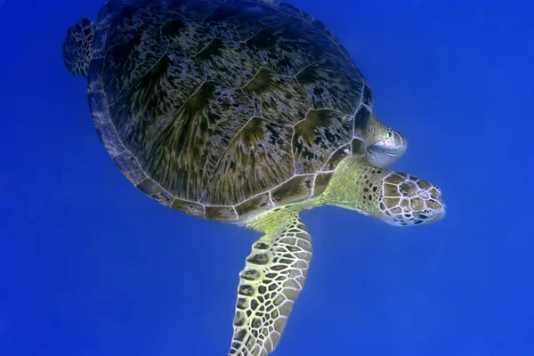 Zakażony Żółw Eretmochelus Imbricata Zbliżenie Malediwy Ocean Indyjski Atol Addu — Zdjęcie stockowe