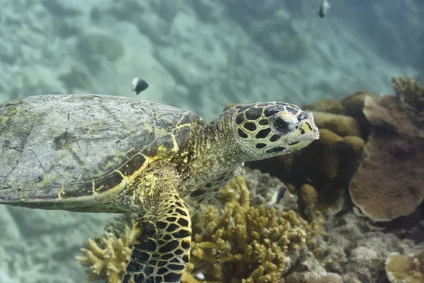 Зачарована Черепаха Eretmochelus Imbricata Мальдіви Індійський Океан Addu Atoll — стокове фото