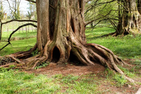 Sequoia Árvores Árvore Enorme Flora Natureza — Fotografia de Stock