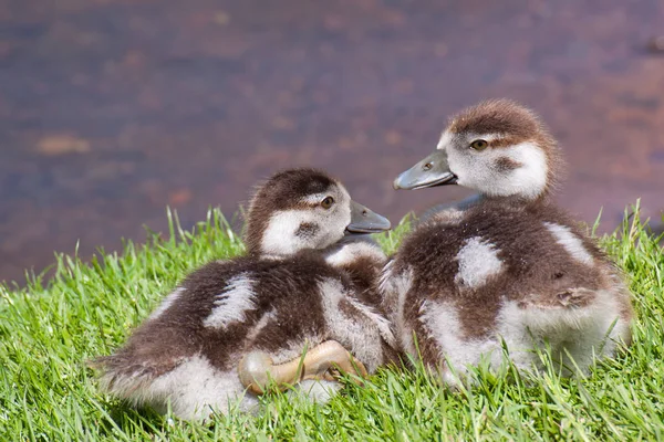 Schilderachtig Uitzicht Prachtige Vogel Natuur — Stockfoto