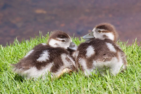 Aussichtsreiche Aussicht Auf Schöne Vögel Der Natur — Stockfoto