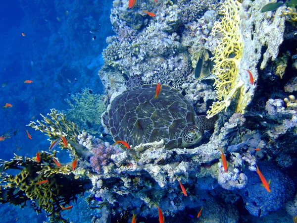Undervattenslandskap Med Sköldpadda Och Många Små Fiskar Röda Havet — Stockfoto