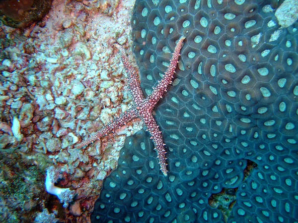 Peces Mar Cuatro Puntas Coral Mosaik —  Fotos de Stock