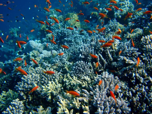 Paisaje Submarino Con Scalefin Anthias Coral Mar Rojo —  Fotos de Stock