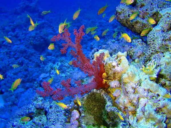 Paisaje Submarino Con Anthias Scalefin Coral — Foto de Stock