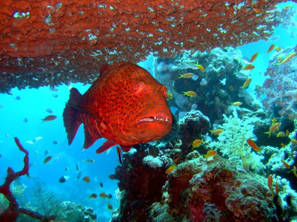 海里的红色特写石斑鱼 — 图库照片
