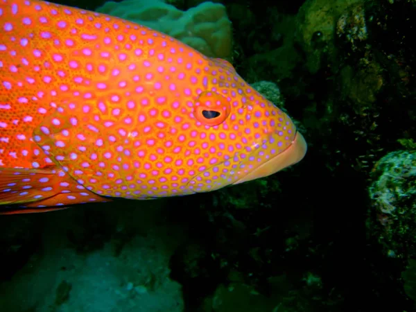Red Close Grouper — Stock Photo, Image