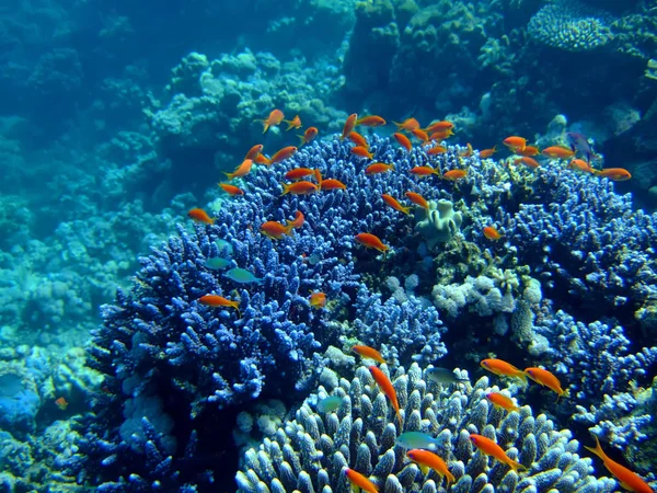 海底景观与斯卡拉芬Anthias和珊瑚 — 图库照片