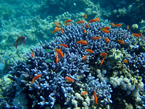 水底景观与鳞片鱼和珊瑚 — 图库照片