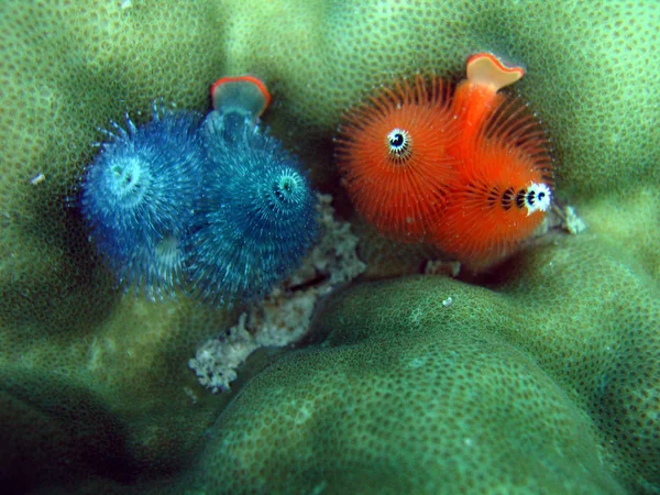 サンゴの中に隠れている赤と青の水中ワーム — ストック写真