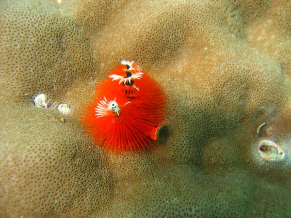 Verme Rosso Subacqueo Nascosto Corallo — Foto Stock