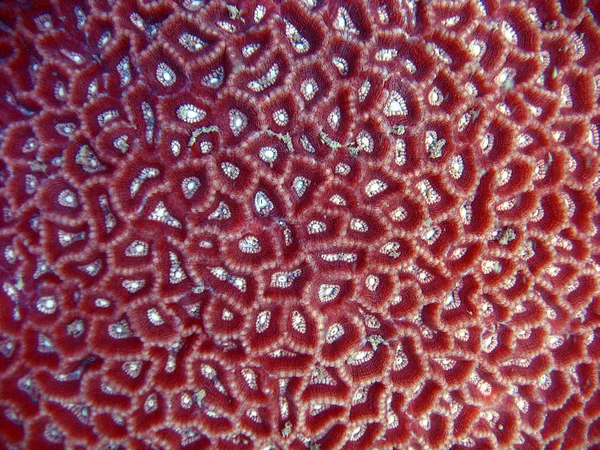 Tengeri Korall Szerkezete — Stock Fotó
