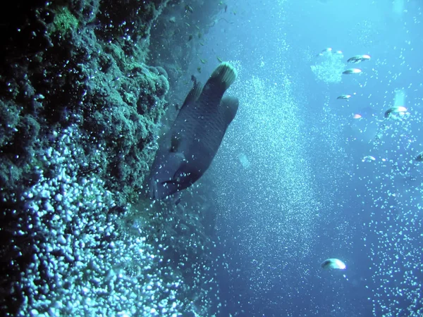 Unterwasser Napoleonfische Und Blasen Das Rote Meer — Stockfoto