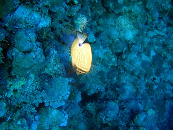 Tropical Zebrasoma Fish Blue Red Sea — Stock Photo, Image