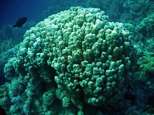 Подводный Пейзаж Большими Кораллами Рыбами — стоковое фото