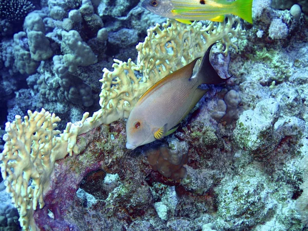 Тропічні Риби Корали Блакитним Кольором Червоне Море — стокове фото