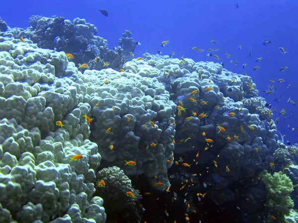 Підземний Ландшафт Багатьма Дрібними Рибами Червоне Море — стокове фото