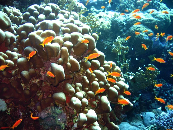 Fjällankor Och Korall Blått — Stockfoto