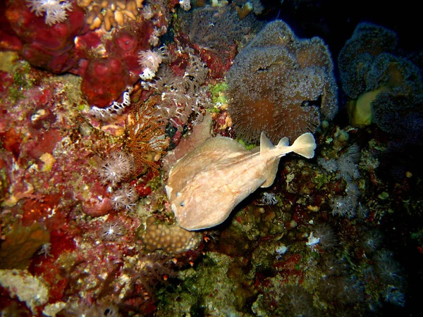 Stingray Havet — Stockfoto