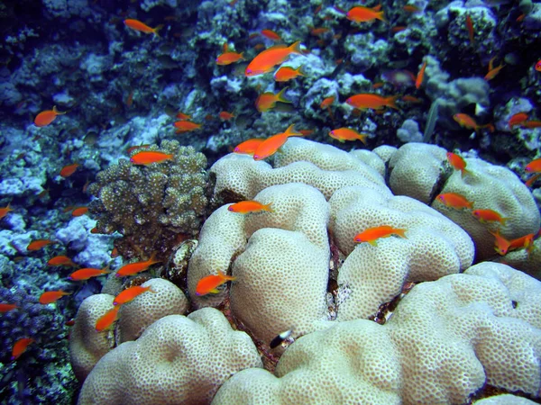 Скалы Красном Море Коралловые Рифы — стоковое фото