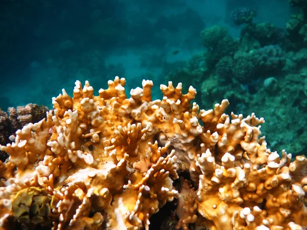 산호와 — 스톡 사진