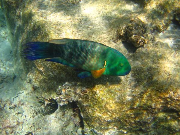 Tropiska Fiskar Röda Havet — Stockfoto