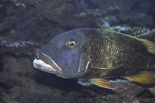 Tropik Balık Imparatoru Lethrinus Erythracanthus Maldivler Hint Okyanusu Addu Adası — Stok fotoğraf