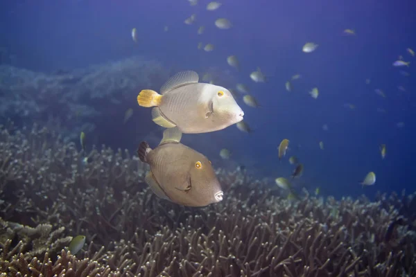 Coppia Pesci Tropicali Mezzaluna Triggerfish Sufflamen Chrysopterusmappa Maldive Oceano Indiano — Foto Stock