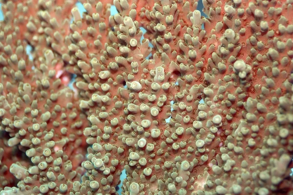 Textura Del Fondo Coral Marino — Foto de Stock