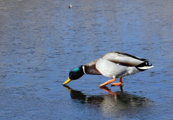 Vue Panoramique Canards Colverts Mignons Nature — Photo