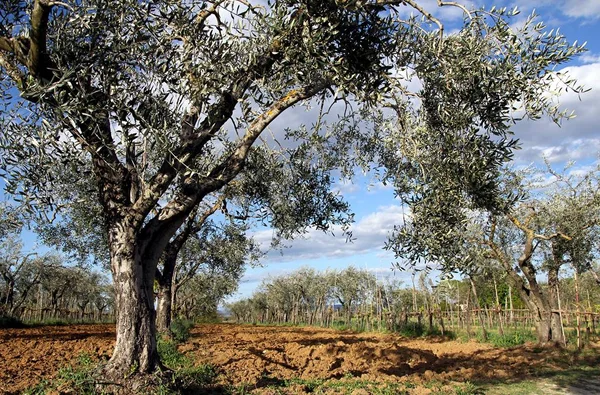 Оливковые Деревья Тосканы — стоковое фото