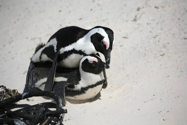 野生の自然でかわいいペンギン — ストック写真