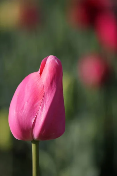 Fiori Tulipano Petali Flora Primaverile — Foto Stock