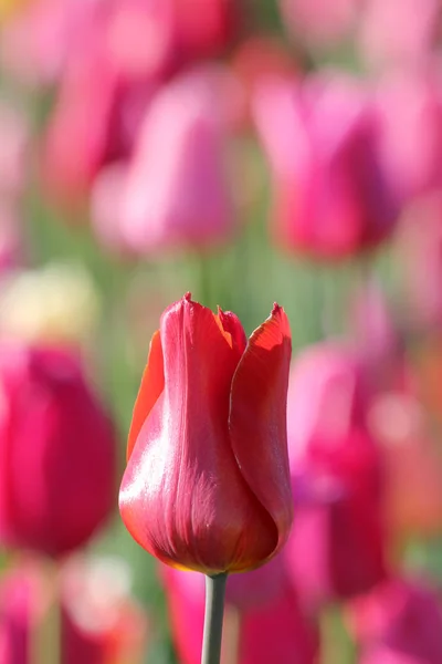Цветущие Весенние Цветы Тюльпанов — стоковое фото