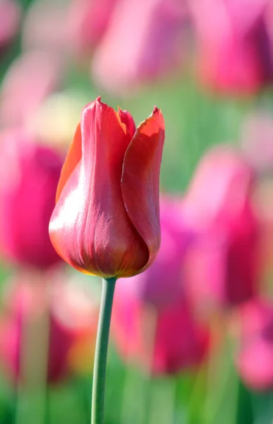 Printemps Tulipes Fleurs Pétales Flore — Photo