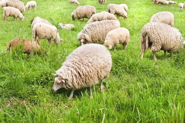 Troupeau Moutons Broutant Par Une Journée Ensoleillée Printemps — Photo