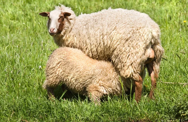 Får Och Lamm Som Dricker Mjölk Soligt Fält Våren — Stockfoto